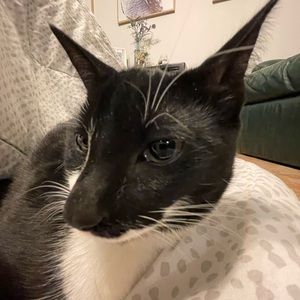 Meet your Posher, Ella